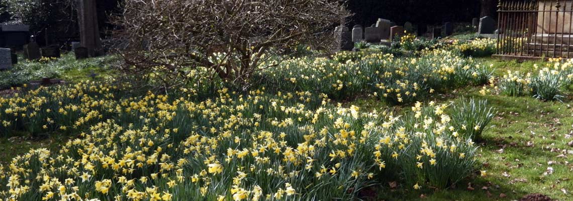 St Michael's daffodils